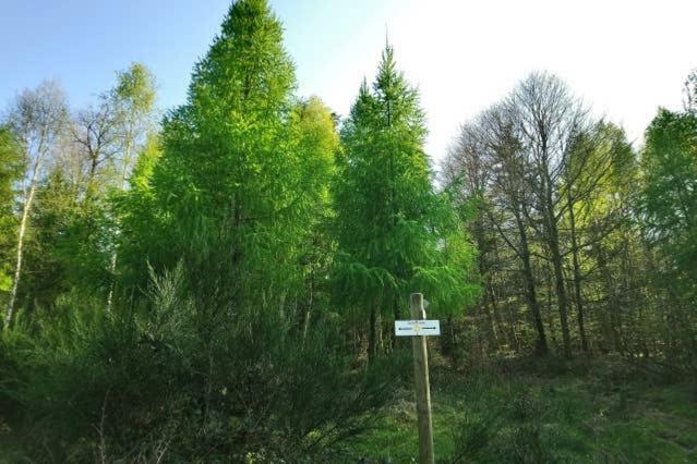 Au Coeur Des Sapins Apartament Abreschviller Zewnętrze zdjęcie